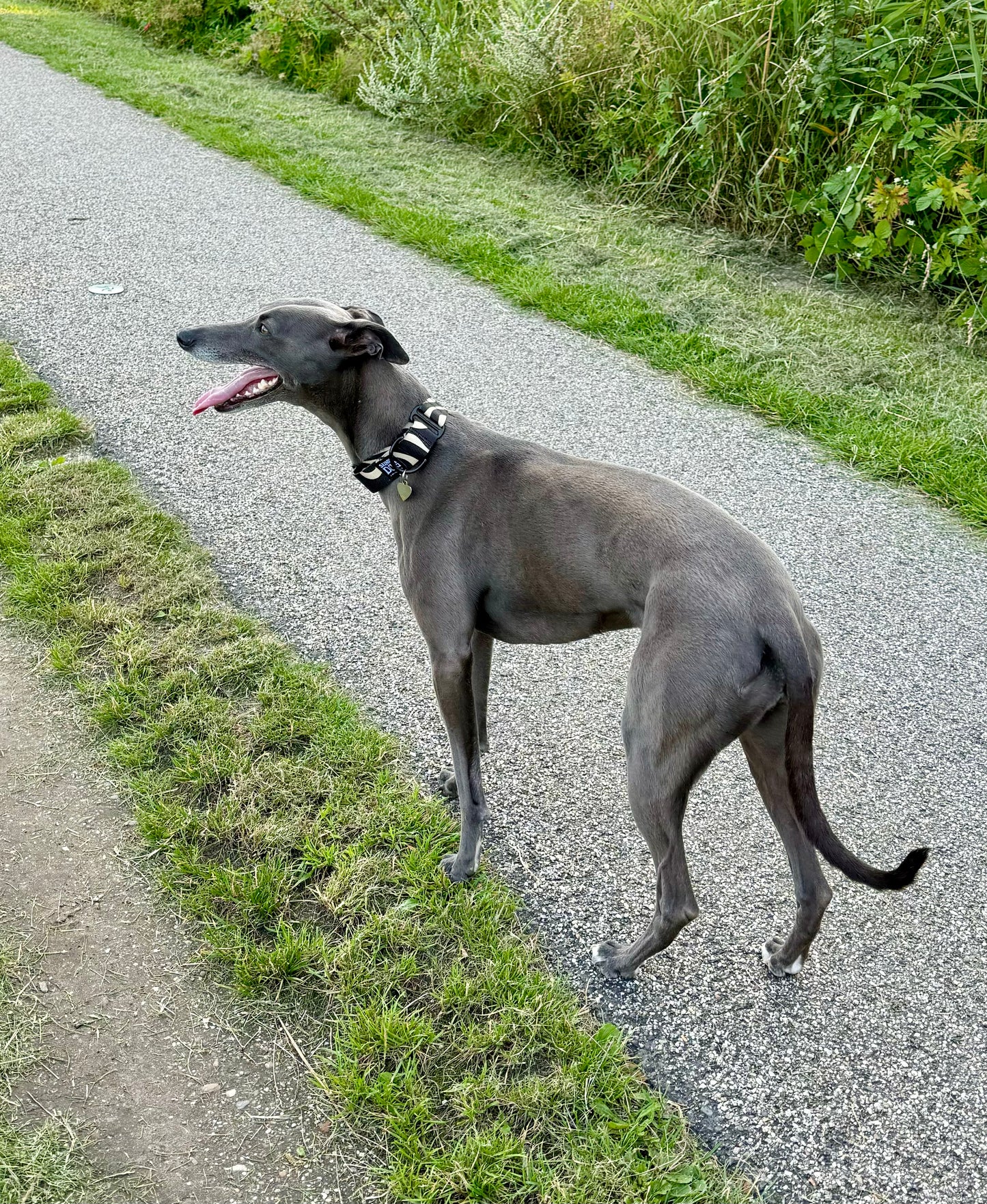 Leash & Collar Combo