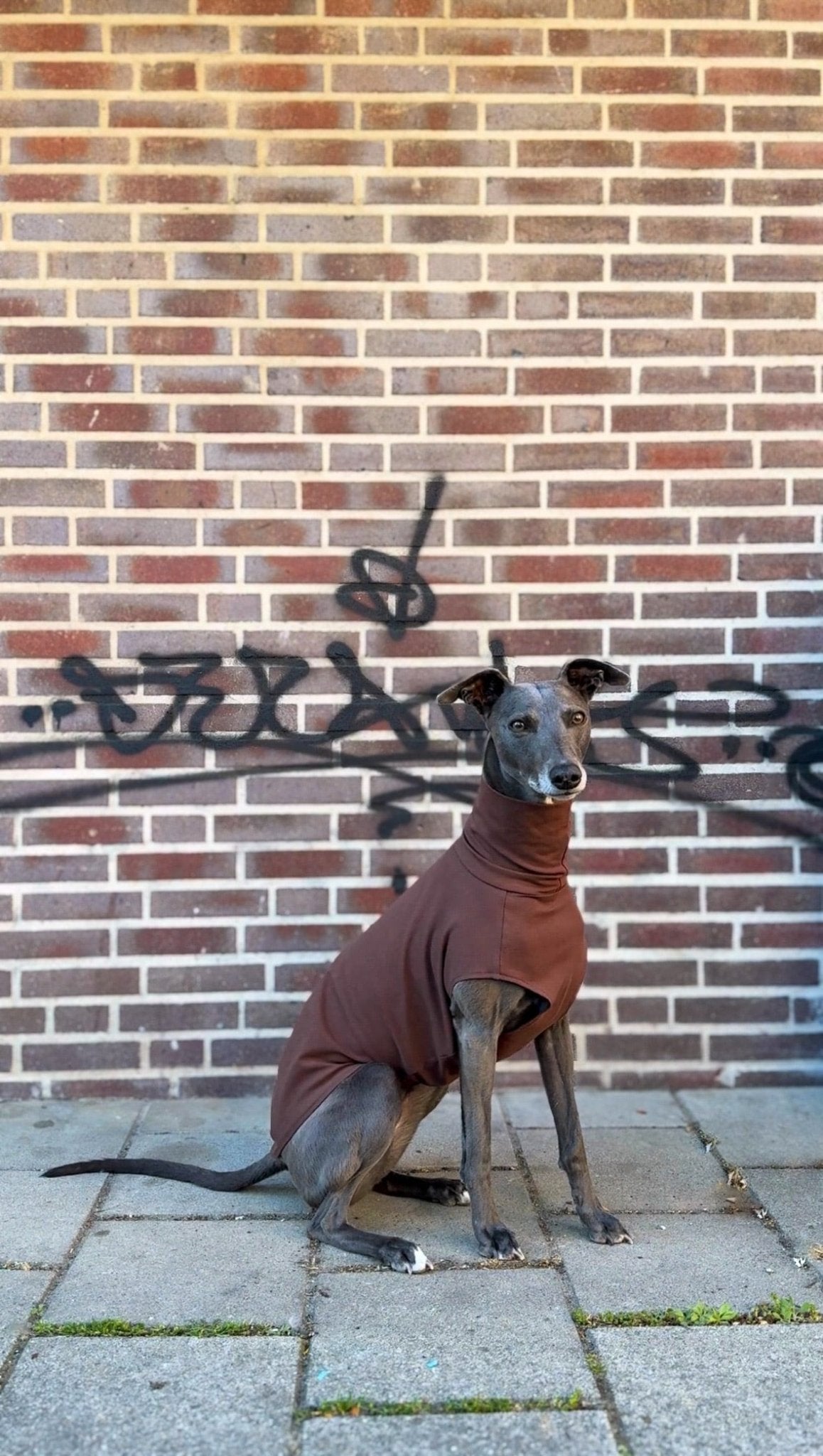 The Inbetweener - Skinny Dog Collective