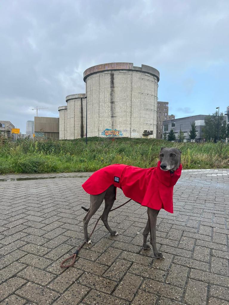 The Dramac in ruby - Skinny Dog Collective