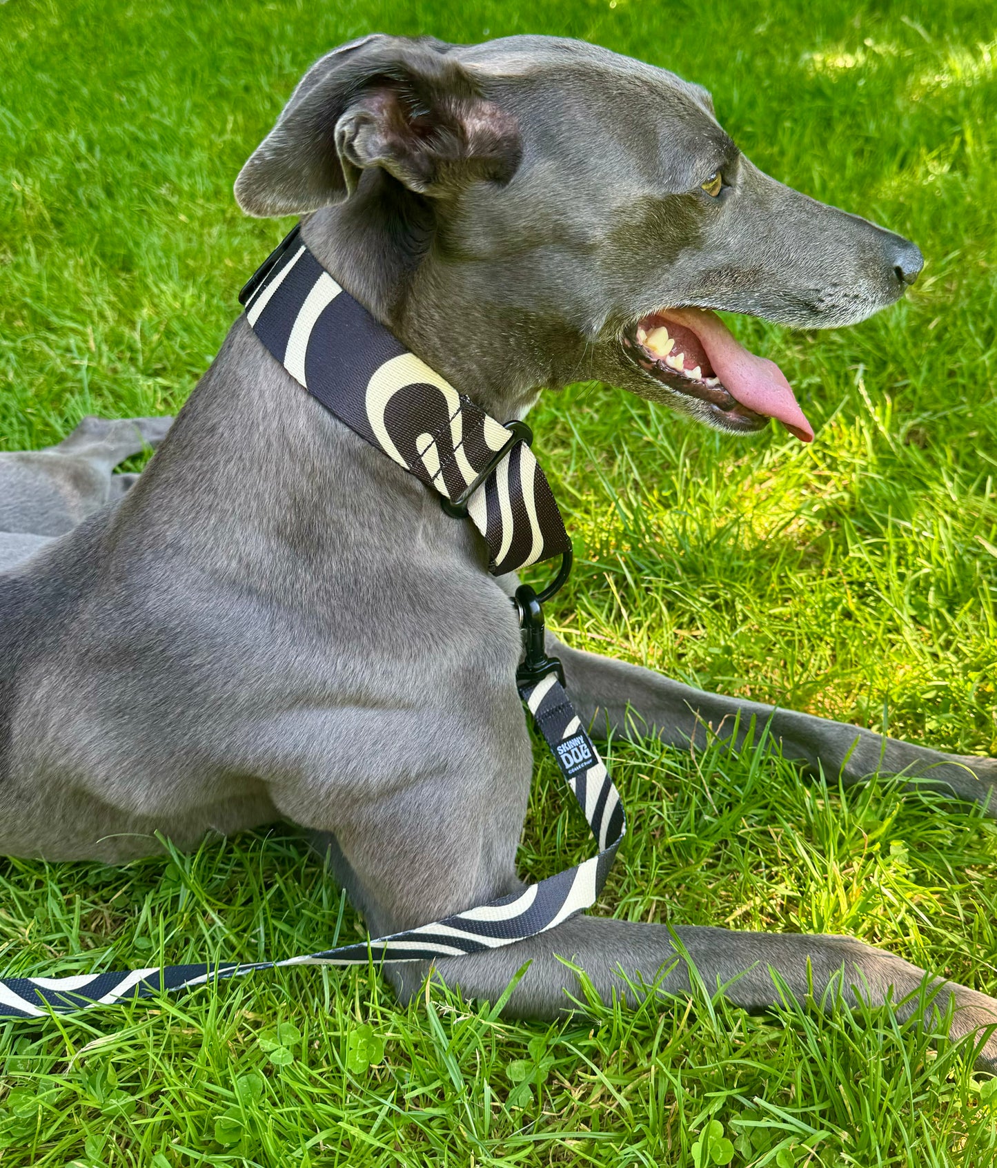 Leash & Collar Combo