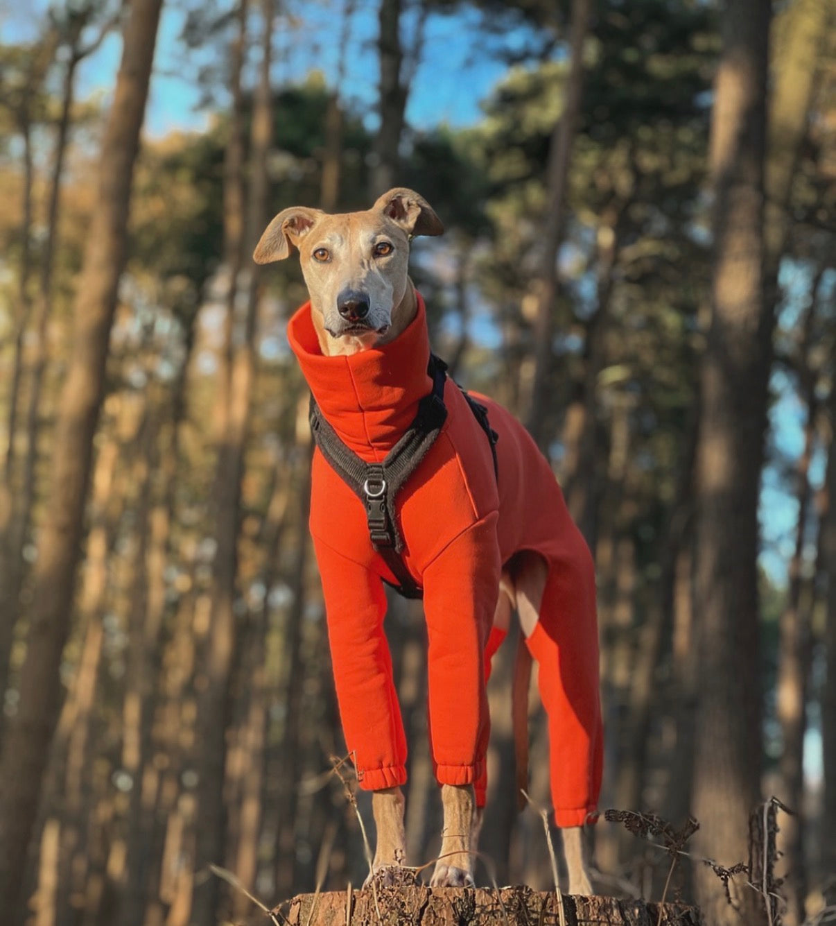 Houndsuit RTS Tangerine - 3XL