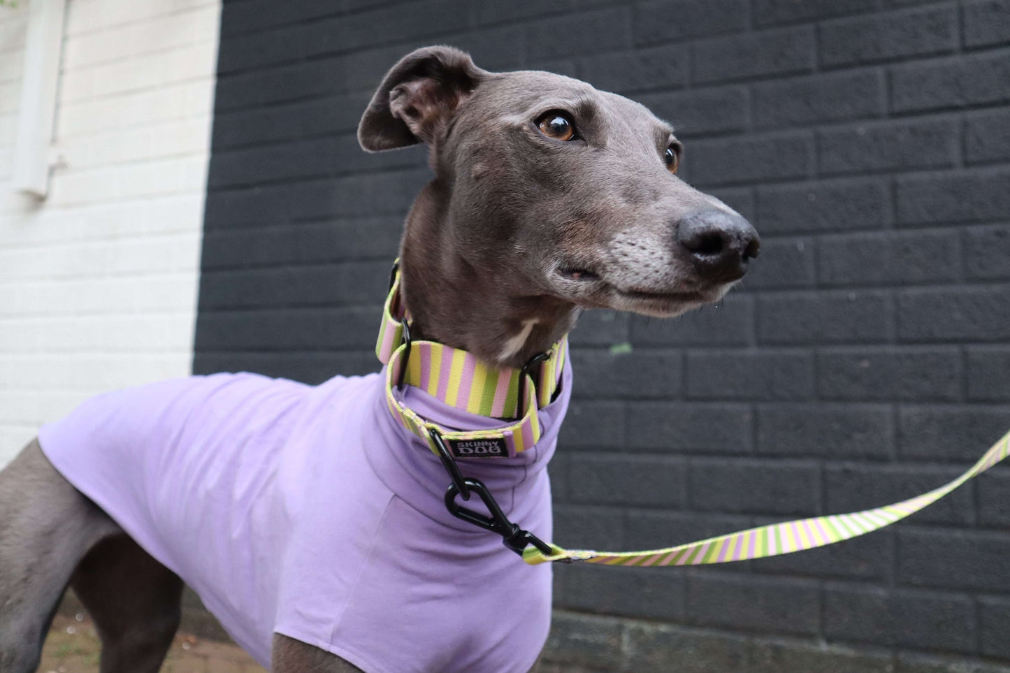 Leash & Collar Combo - Skinny Dog Collective