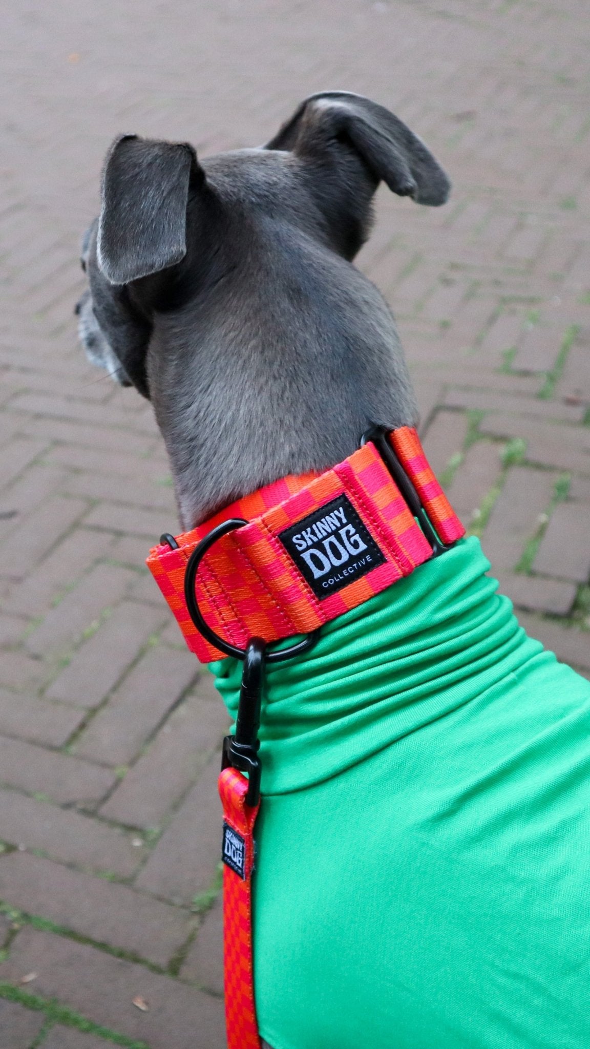Martingale Collar - Skinny Dog Collective