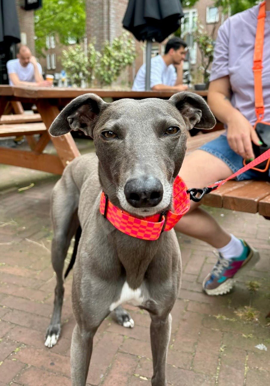 Martingale Collar - Skinny Dog Collective