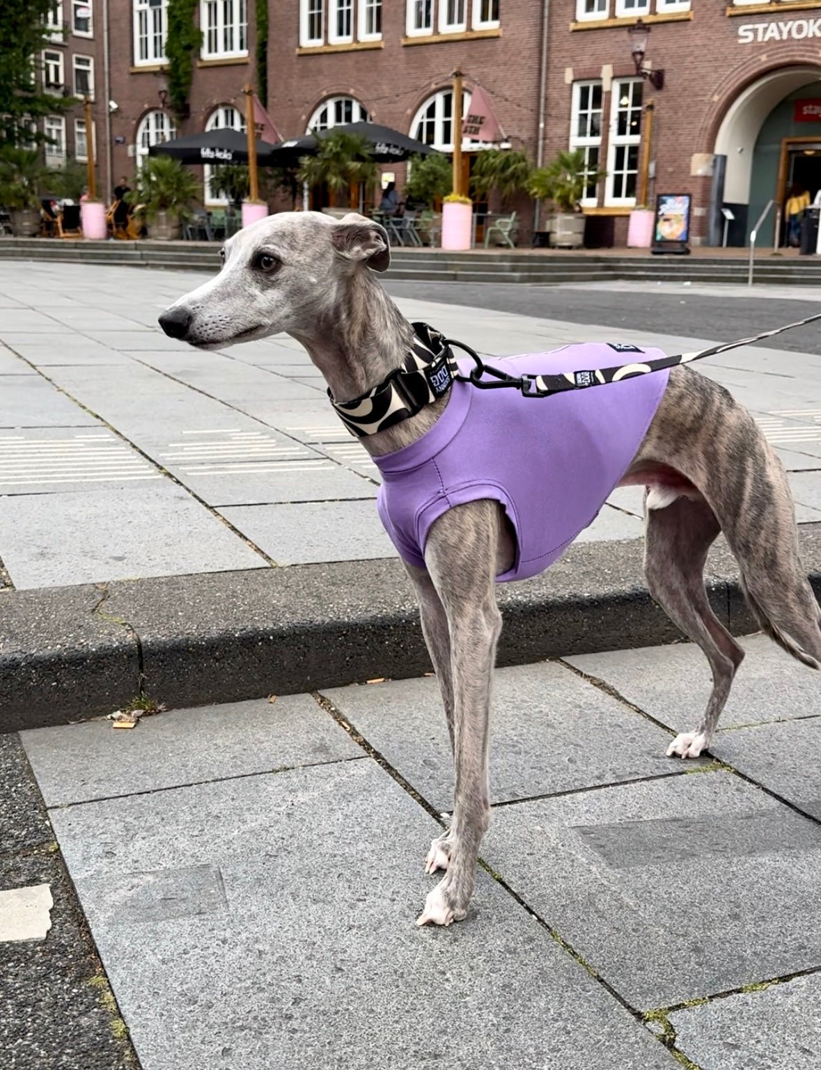 Martingale Collar - Skinny Dog Collective