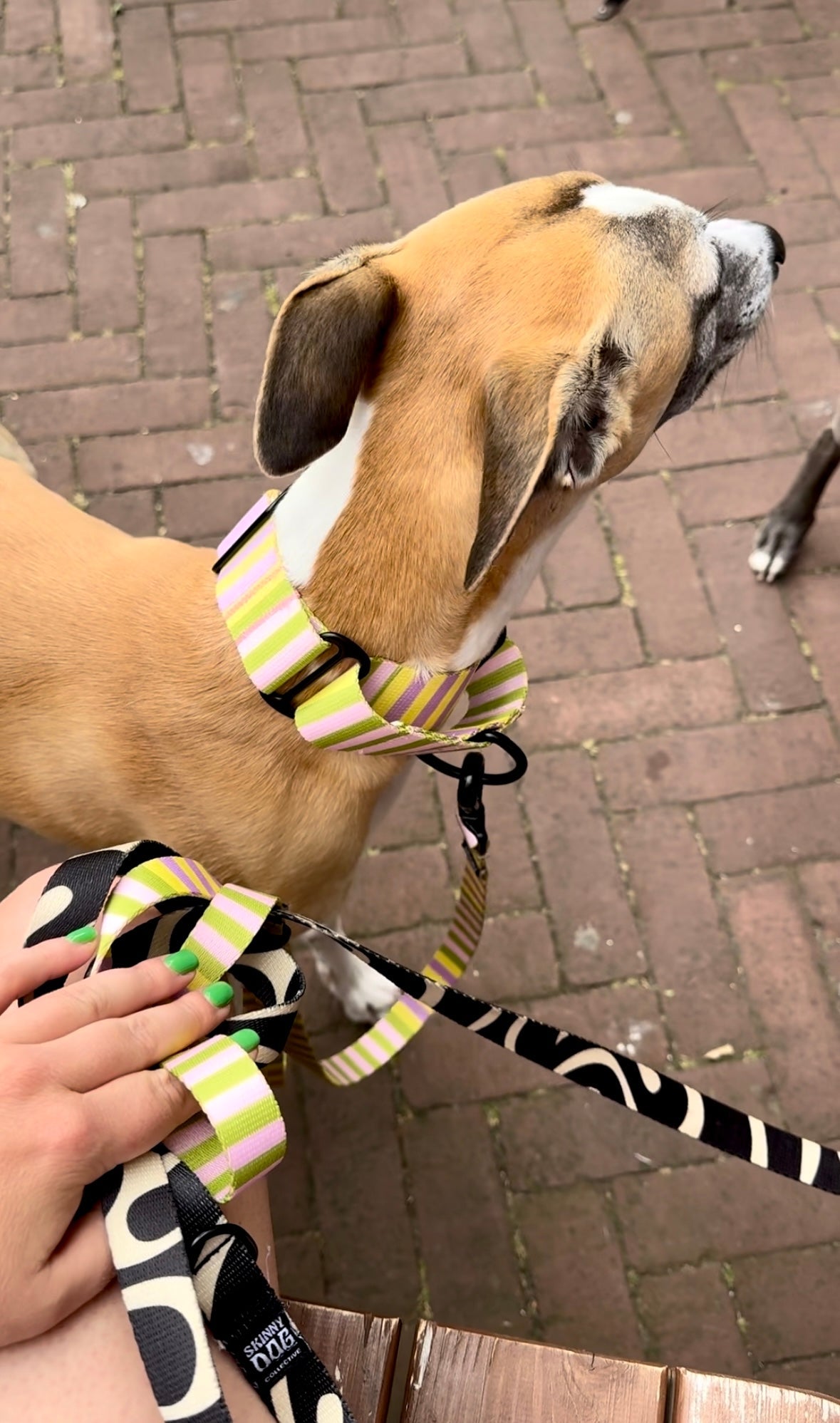 Martingale Collar - Skinny Dog Collective