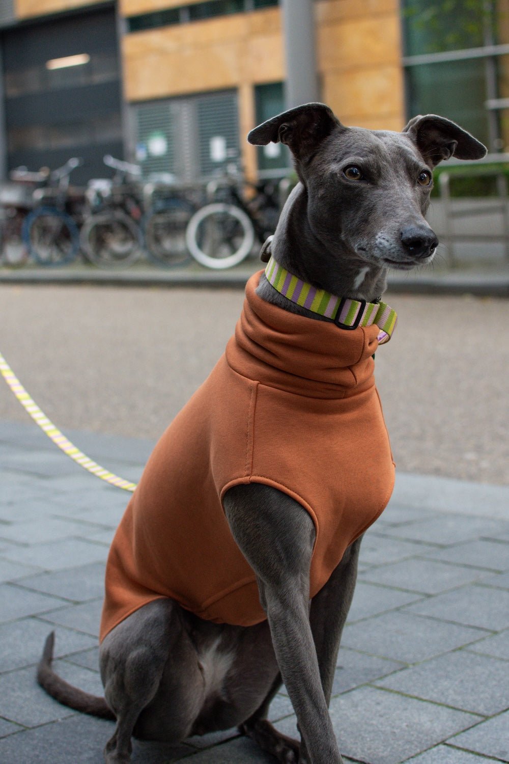 The Houndsuit - Skinny Dog Collective