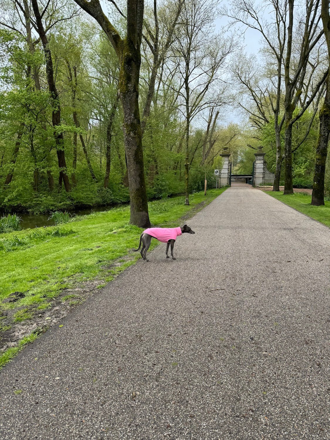 The Inbetweener - Sleeveless - Skinny Dog Collective