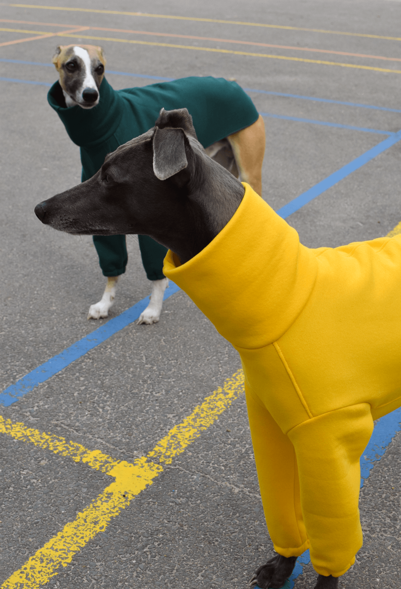 The Daily Longsleeve in emerald and sunflower Skinny Dog Collective