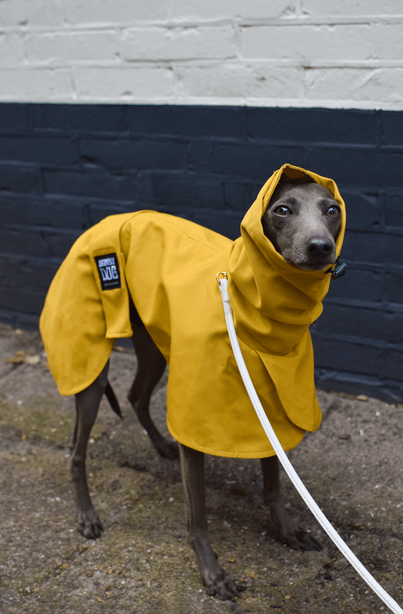 The Dramac in ochre - Skinny Dog Collective