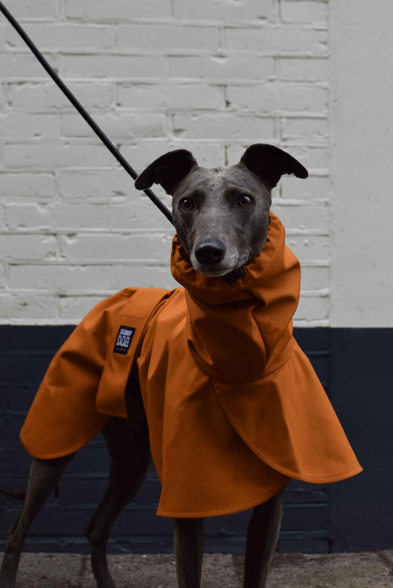 The Dramac in amber - Skinny Dog Collective