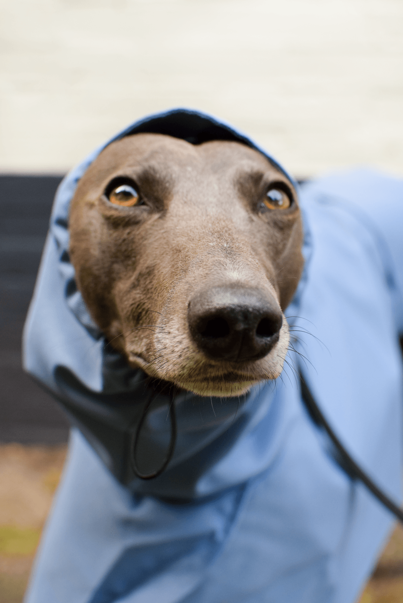 The Dramac in heron - Skinny Dog Collective