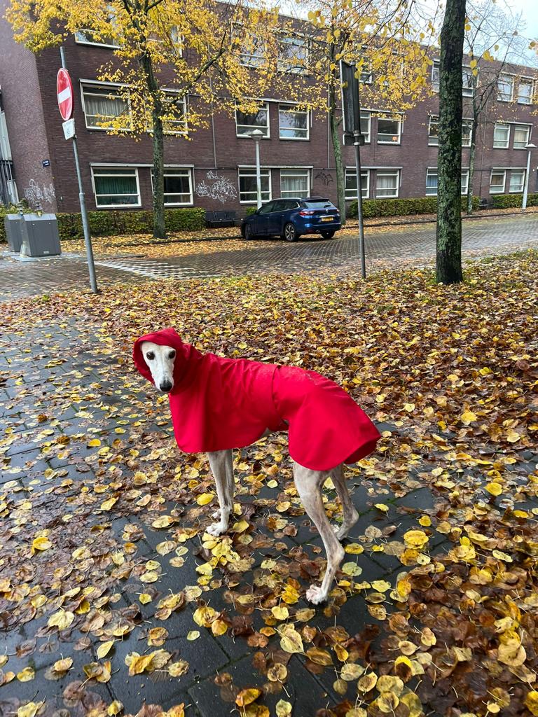 The Dramac in ruby - Skinny Dog Collective